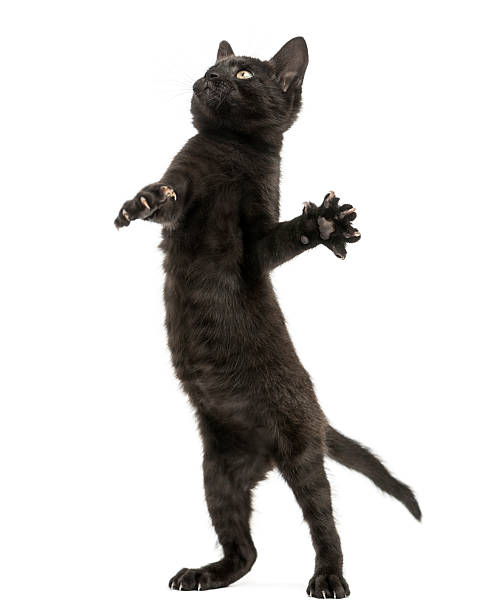 istock Black kitten standing on hind legs, playing, looking up 464329591