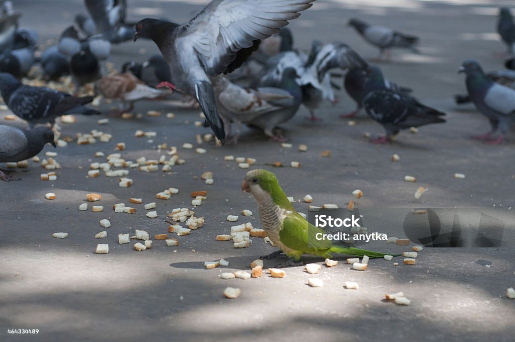 Eating pigeons and parrot Shot of eating pigeons and green parrot Standing Out From The Crowd Stock Photo