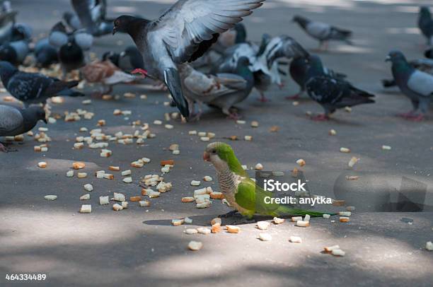 Eating Pigeons And Parrot Stock Photo - Download Image Now - Standing Out From The Crowd, Animal, Animal Wildlife