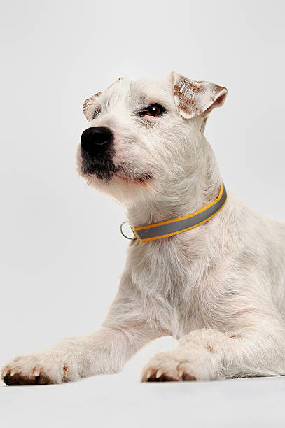 Parson Russell Terrier asking please. One year old dog shot.