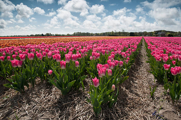 istock Field of pink tulips, Netherlands 464340009