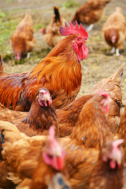istock Rooster on traditional free range poultry farm 464340435