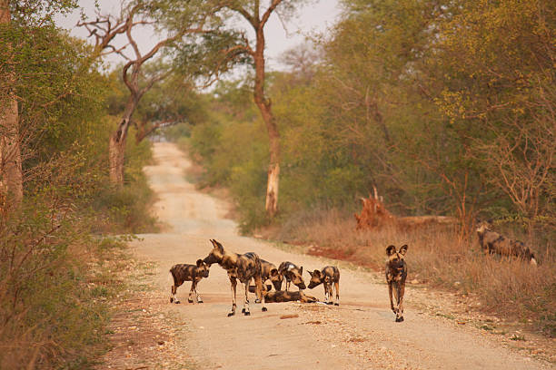 istock Wilddogs playing in the road 464341851