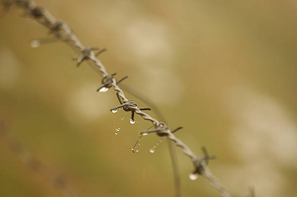 Close up of a barbed wire fence with a few drops of rain on it. The barbed wire was photographed near the front of the First World War, in the Italian Alps