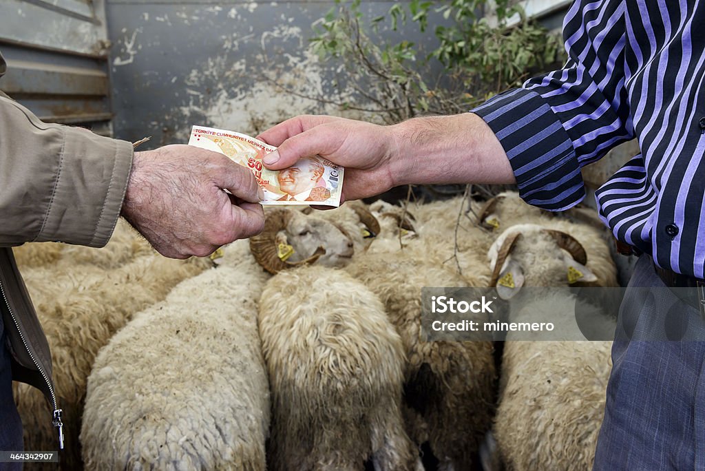 sheeps de sacrificio - Foto de stock de Sacrificio libre de derechos