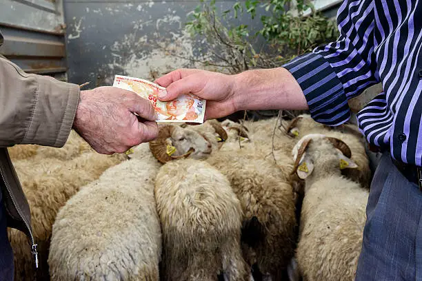 Buyer giving money to seller after bargaining for sacrificial sheeps.