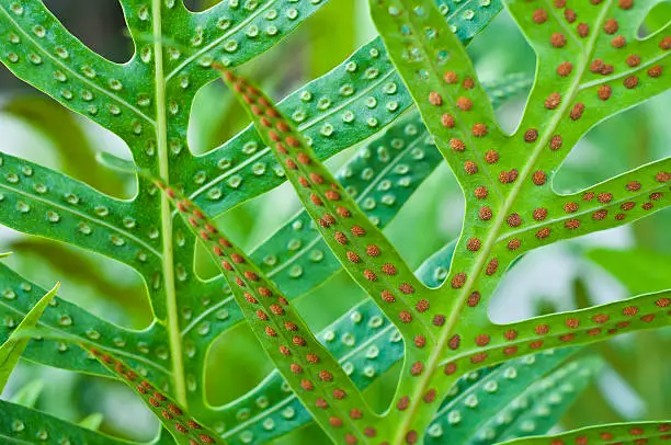 Fern leaf and spore close up.