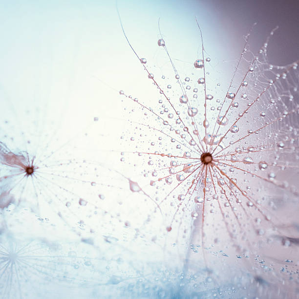 istock Seeds of a dandelion 464348129