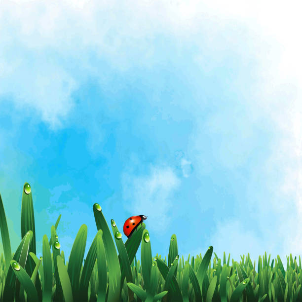 marienkäfer auf grünem gras - ladybug nature spring drop stock-grafiken, -clipart, -cartoons und -symbole