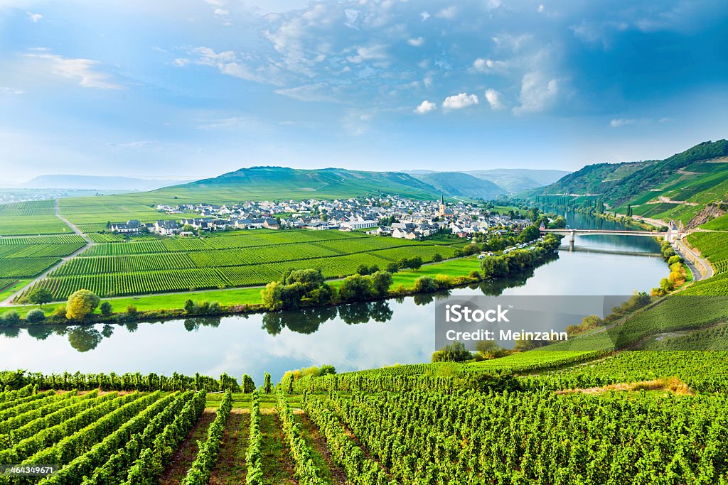 Landscape of the Moselle Sinuosity with rows of vineyards famous Moselle Sinuosity in Trittenheim, germany Germany Stock Photo