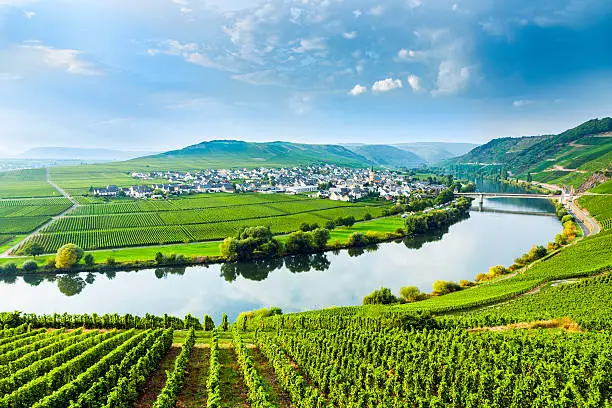 Photo of Landscape of the Moselle Sinuosity with rows of vineyards