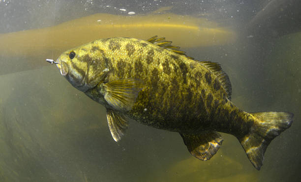 lobina - smallmouth bass fotos fotografías e imágenes de stock