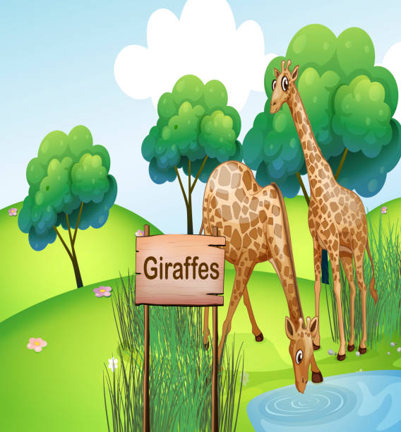 Giraffe Drinking Illustrations, Royalty-Free Vector Graphics & Clip Art - iStock Giraffe Drinking Illustrations, Royalty-Free Vector Graphics & Clip Art - iStock