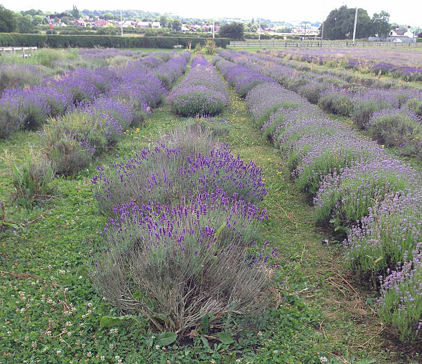 istock Lavender Waiting to be harvested in Rainford, UK 464354737