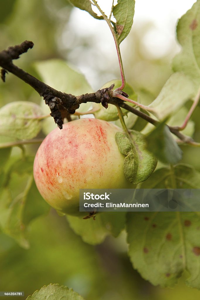 Apple tree Delicious fresh ripe apples in an apple tree Apple - Fruit Stock Photo