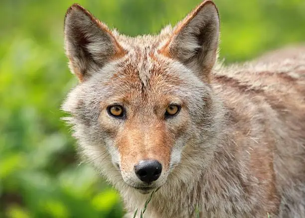 portrait of coyote in nature during summer