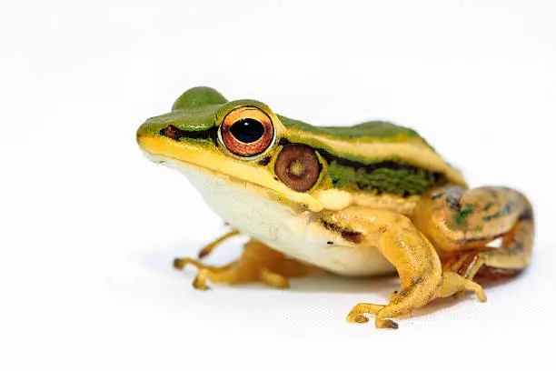 Green frog sitting on white background