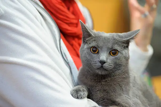 Chartreux cat in arms