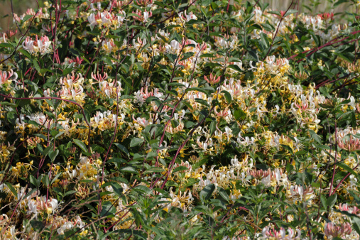Honeysuckle (Lonicera periclymenum) is a clambering plant with sweetly fragrant yellow flowers. Here, a large patch of honeysuckle makes a chintzy floral background. Mitcham Common, Surrey, UK. Throughout history, and in many parts of Britain, the plant has been used as a cure for countless illnesses, from a cough to the bite of an adder.