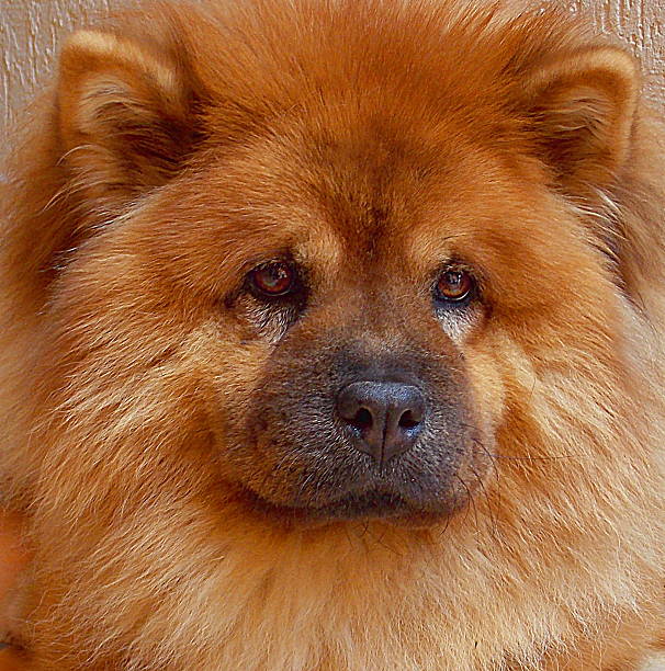 chow-chow closeup of chow chow breed dog that looks like a lion chow chow lion stock pictures, royalty-free photos & images