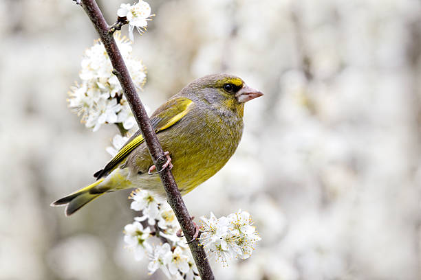 istock Greenfinch, Carduelis chloris 464356679