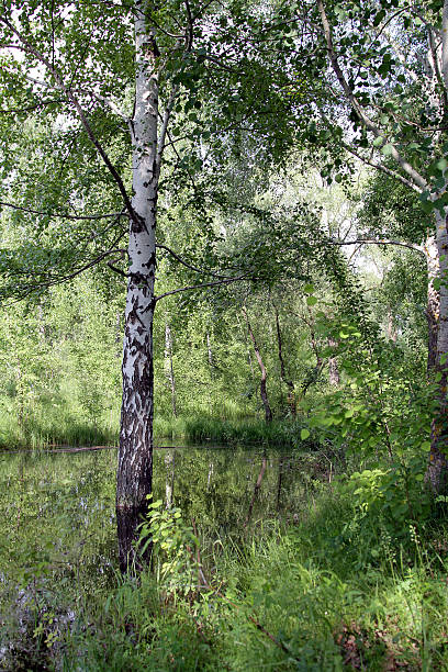 береза - landscape tree field solitude стоковые фото и изображения