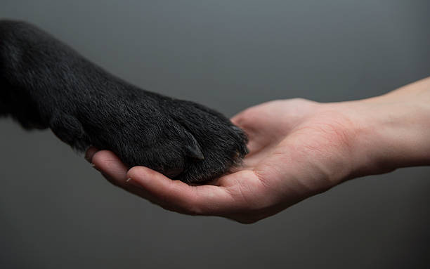 istock Dog and a human holding hands 464358087