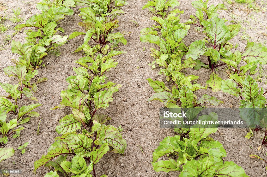 Fileiras de beterraba da horta orgânica. - Foto de stock de Agricultura royalty-free