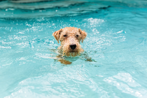 A Lakeland Terrier goes for a swim in a swimming pool.