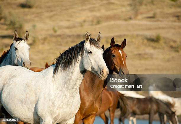 Wild Horses — стоковые фотографии и другие картинки Белый - Белый, Близость, Восход солнца