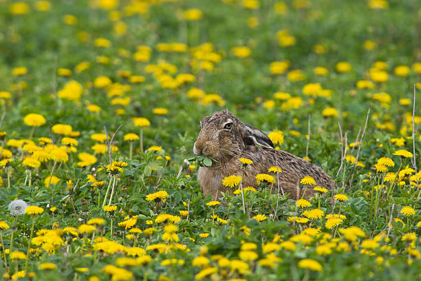istock Feldhase, European Lepus, European hare 464362817