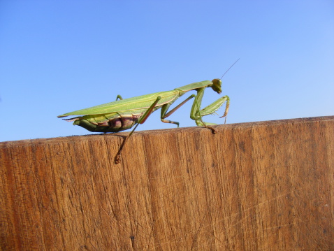 insect praying mantis in green