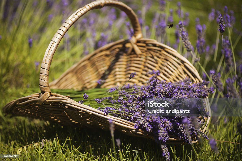 Cesta de lavanda - Foto de stock de Cesto royalty-free