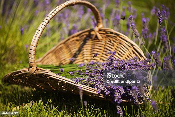 Foto de Cesta De Lavanda e mais fotos de stock de Cesto - Cesto, Cor de Lavanda, Lavanda - Planta