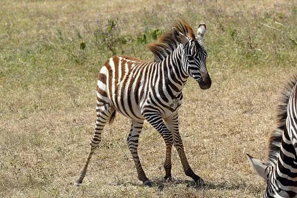 Photo of Unsteady baby zebra