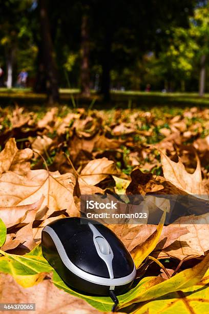 Outono Do Rato - Fotografias de stock e mais imagens de Amarelo - Amarelo, Apontar - Sinal Manual, Botão - Artigo de costura