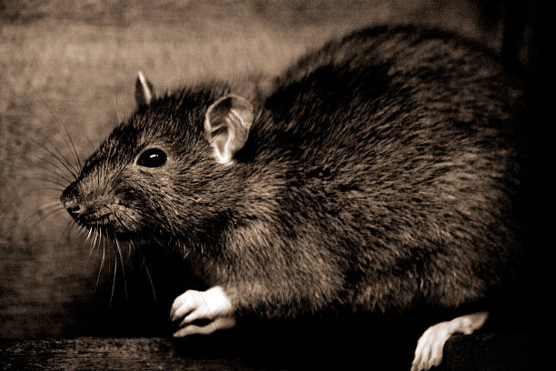 Brown rat stock photo