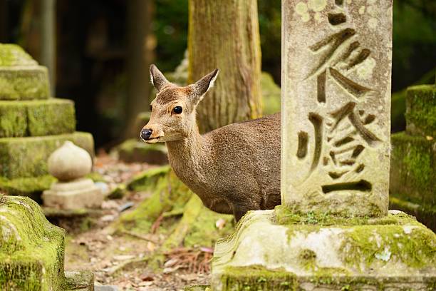 Nara Deer Deer in Nara, Japan. nsra stock pictures, royalty-free photos & images
