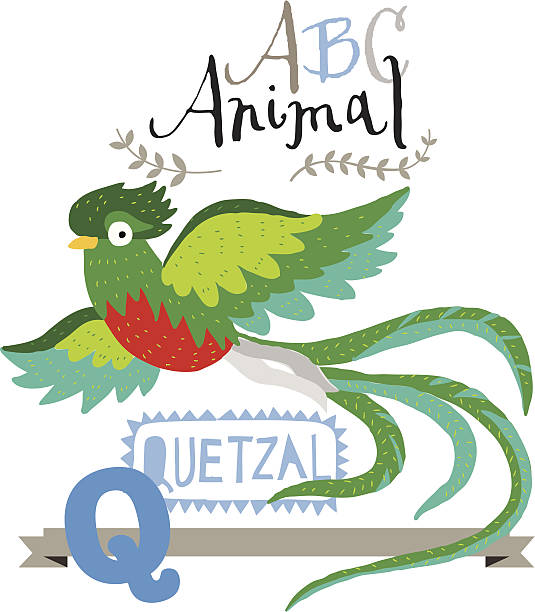 ABC animals: Q is for quetzal. Vector Graphics ABC animals: Q is for quetzal. Vector Graphics trogon stock illustrations