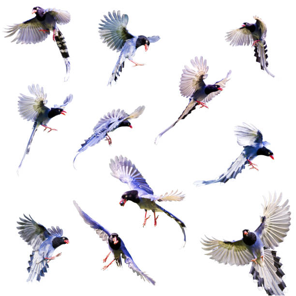 Various illustrations of a blue formosa magpie