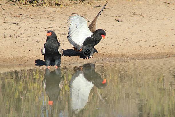 istock Bateleur Eagle - Wild Raptors from Africa spreading wings 464371455