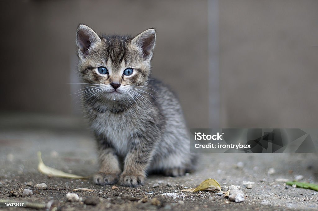 Jeune kitty - Photo de Aliment libre de droits