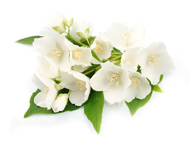 istock White flowers of jasmine 464375417