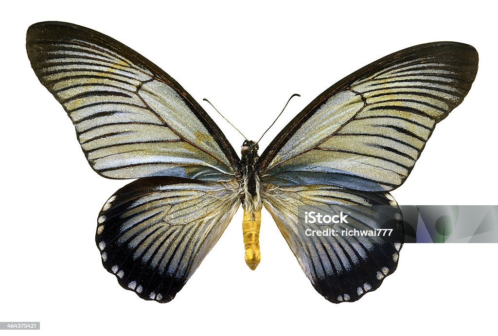 Farfalla Papilio zalmoxis (Clipping path) - Foto stock royalty-free di Africa