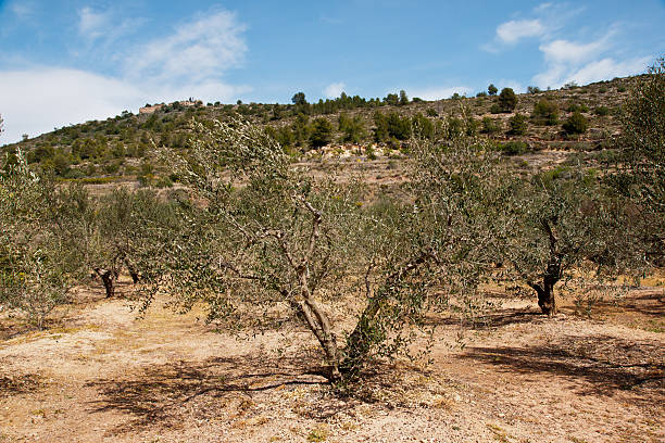 istock olive trees in the country 464375429