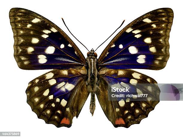 Schmetterling Sasakia Charonda Stockfoto und mehr Bilder von Asien - Asien, Bunt - Farbton, Fotografie