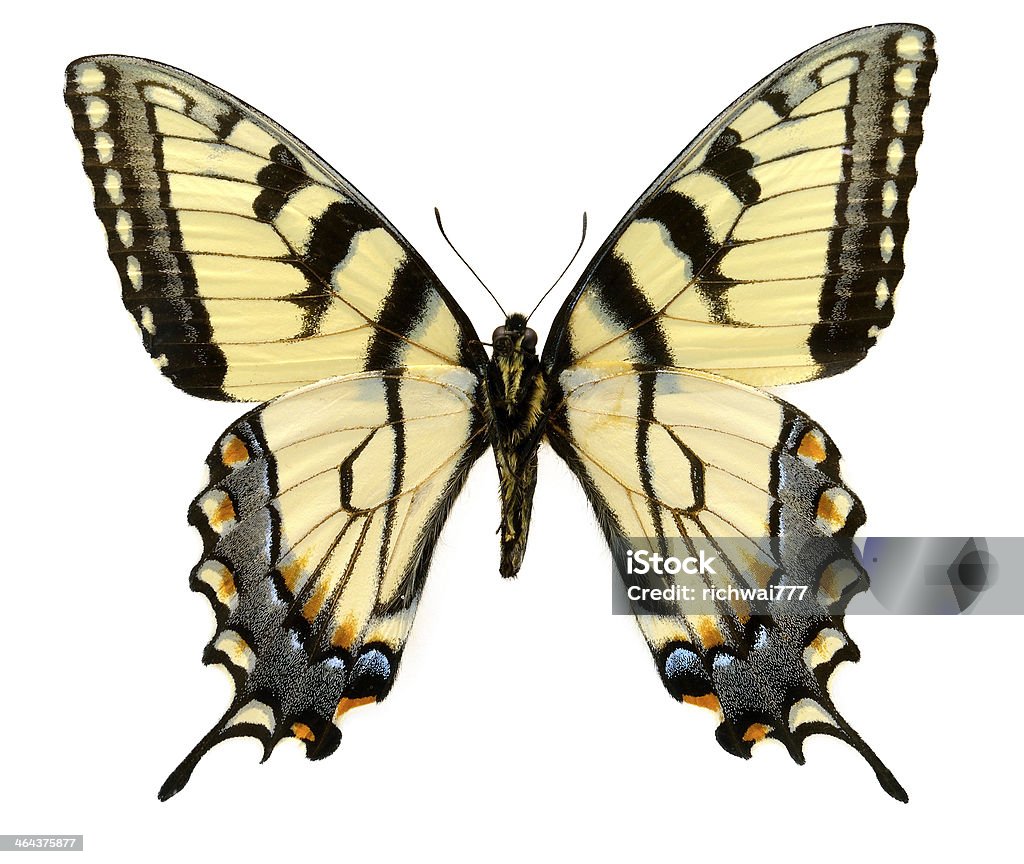 Schmetterling Yellow glaucus (Clipping path) - Lizenzfrei Laborprobenständer Stock-Foto