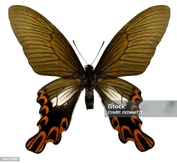 Farfalla Agehana Maraho - Fotografie stock e altre immagini di Farfalla - Farfalla, Ala di animale, Campione di laboratorio