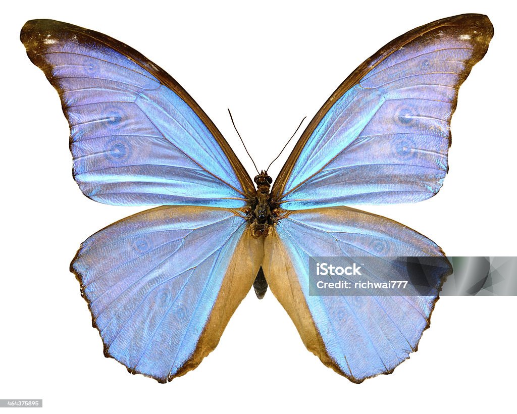 Mariposa Morpho didus macho (Clipping path (Borde de corte)) - Foto de stock de Ala de animal libre de derechos