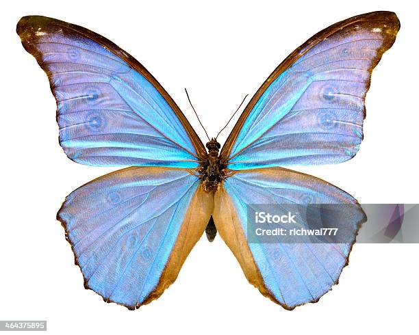 Photo libre de droit de Papillon Morpho Didus Homme banque d'images et plus d'images libres de droit de Aile d'animal - Aile d'animal, Couleur et motif du pelage, Horizontal